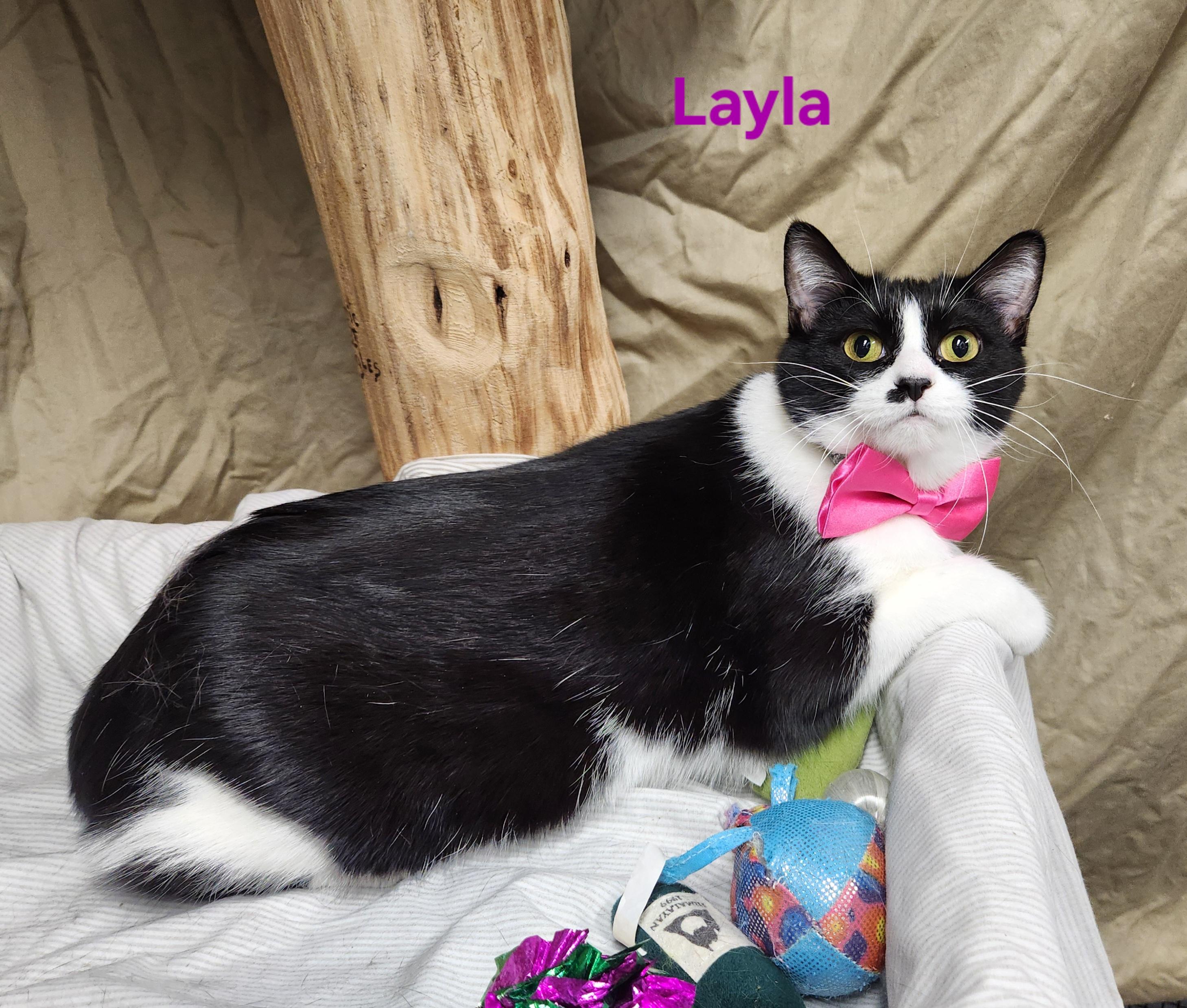 Enlarge Layla, a Adoptable mixed breed in Whitewater, WI image 3/3
