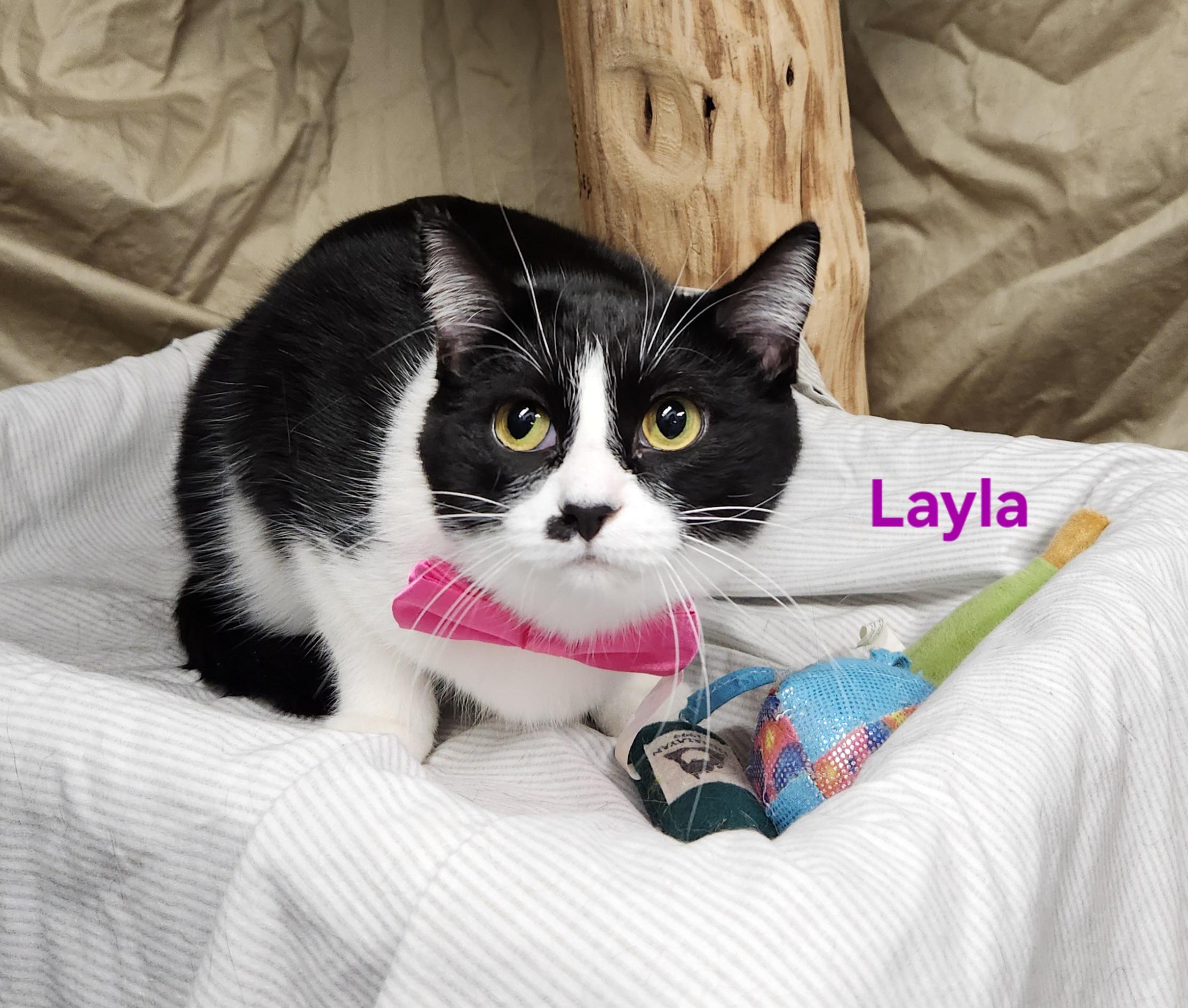 Layla, Adoptable, Young Female Domestic Short Hair.