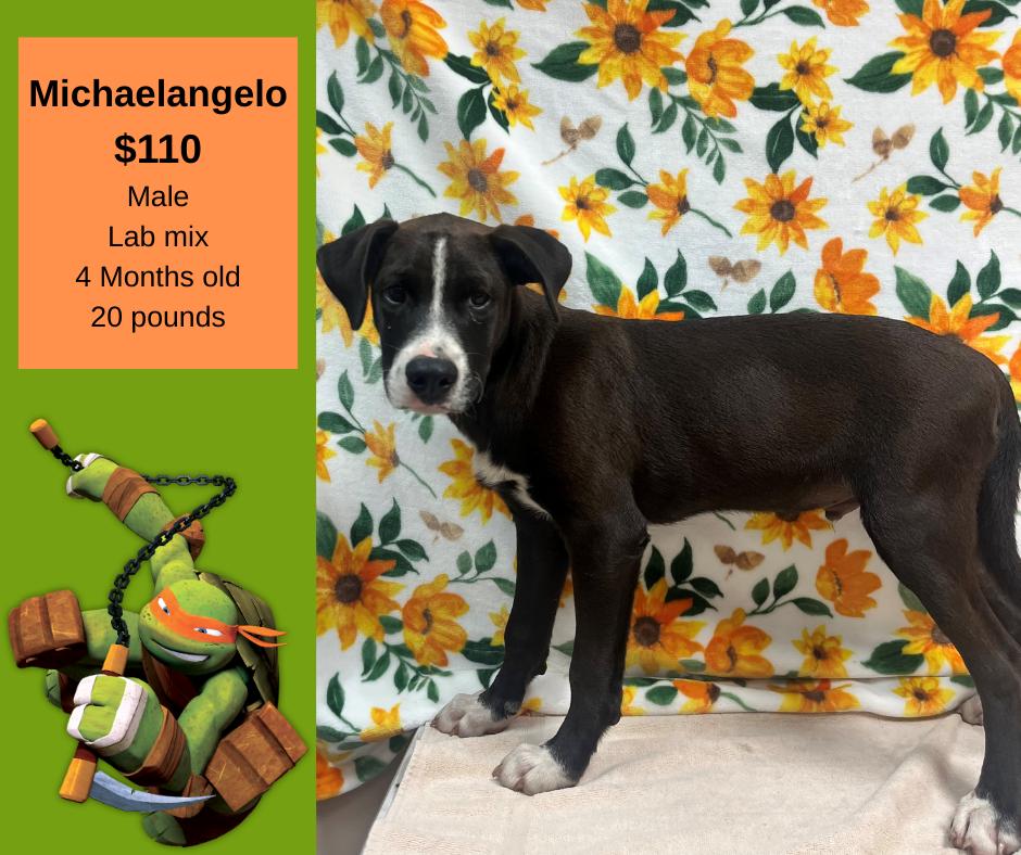 Enlarge Michaelangelo, a Adoptable mixed breed in Decatur, AL image 1/1