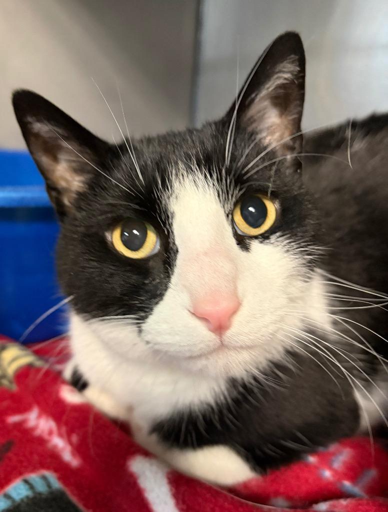 Bucky, Adoptable, Adult Male Domestic Short Hair.