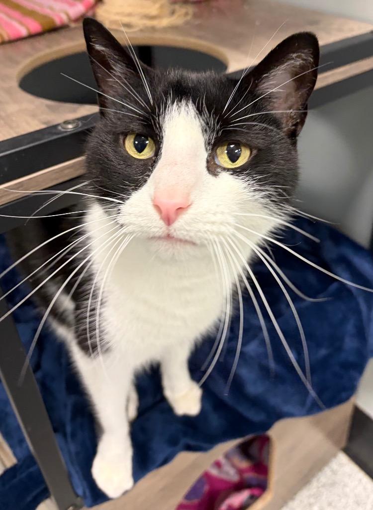 Enlarge Bucky, a Adoptable mixed breed in Huntington, IN image 2/2