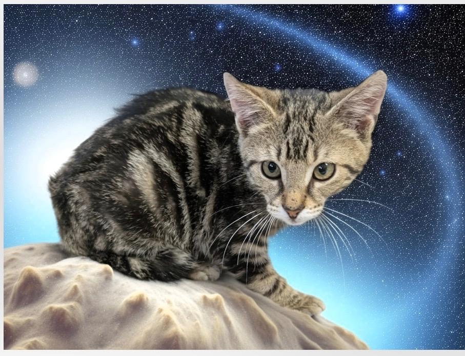 Tab (aka Tabitha), a Adopted mixed breed in Fort Myers, FL image 1/2