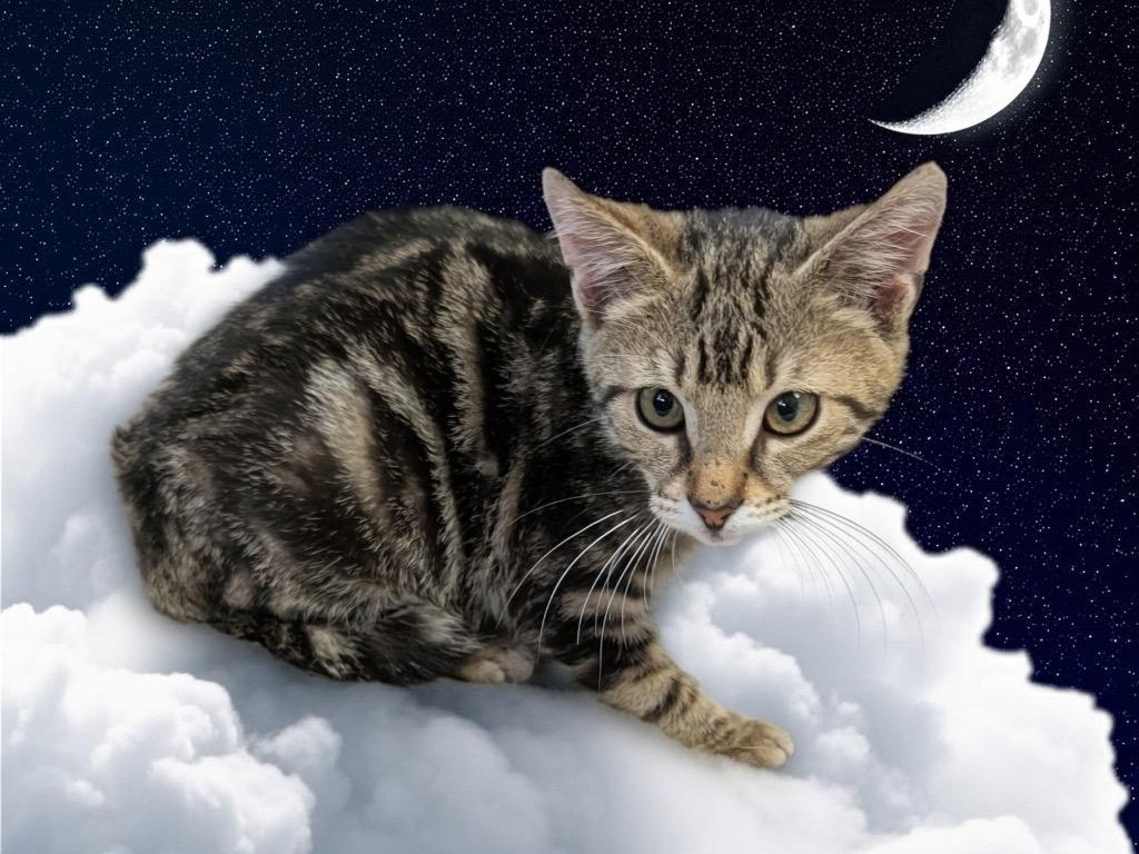 Tab (aka Tabitha), a Adopted mixed breed in Fort Myers, FL image 2/2