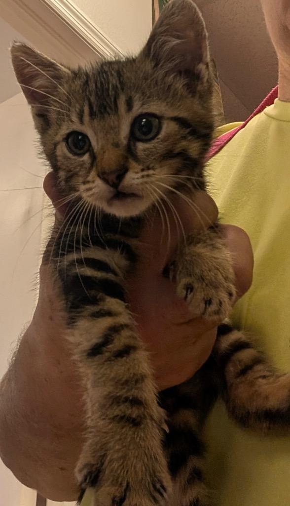 Tab (aka Tabitha), Adoptable, Kitten Male Domestic Medium Hair.