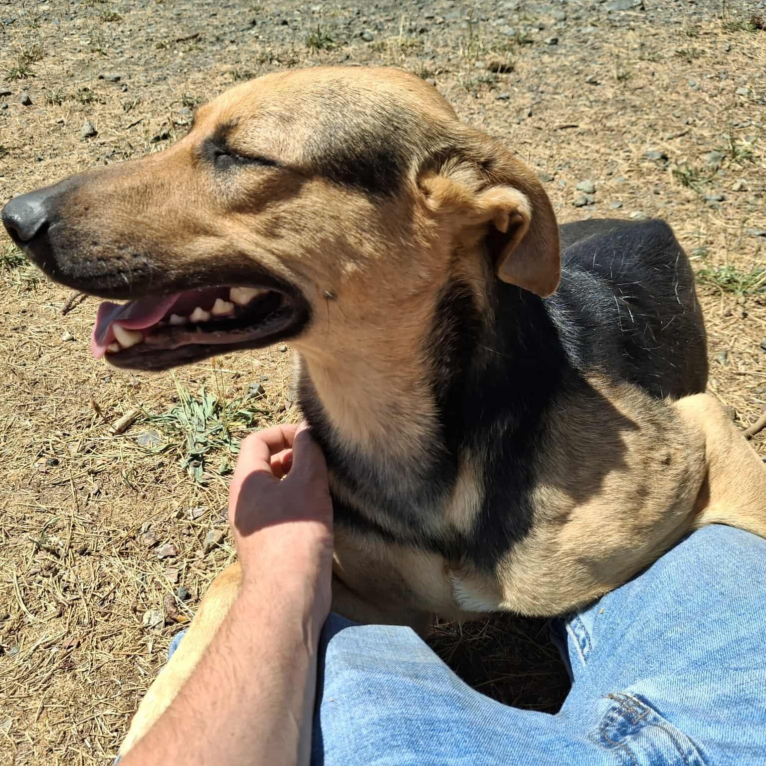 Rocket, an adoptable German Shepherd Dog in Weaverville, CA, 96093 | Photo Image 3