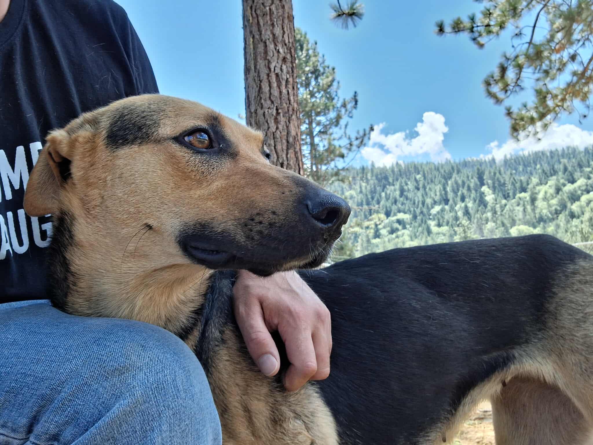Rocket, an adoptable German Shepherd Dog in Weaverville, CA, 96093 | Photo Image 4