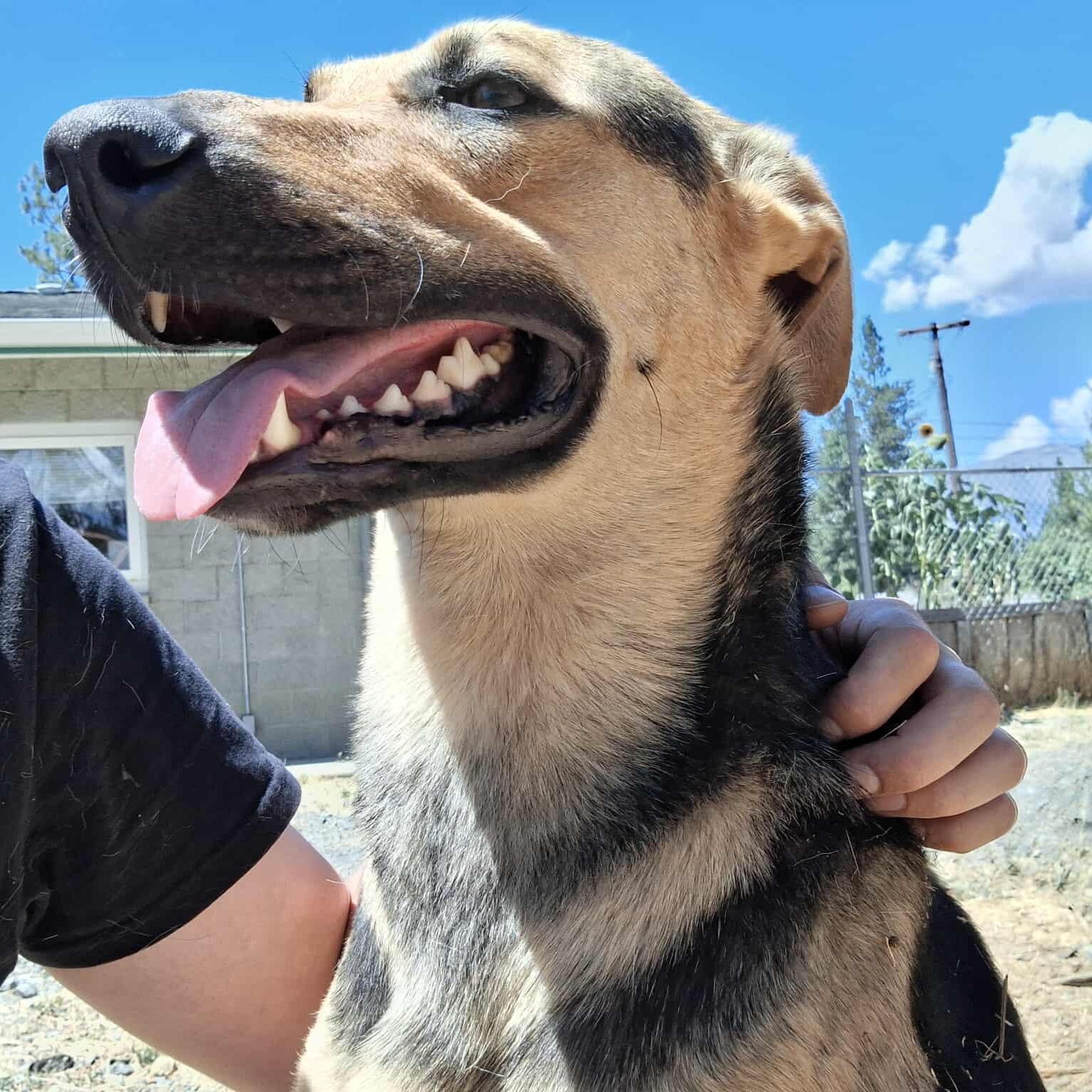 Rocket, an adoptable German Shepherd Dog in Weaverville, CA, 96093 | Photo Image 1