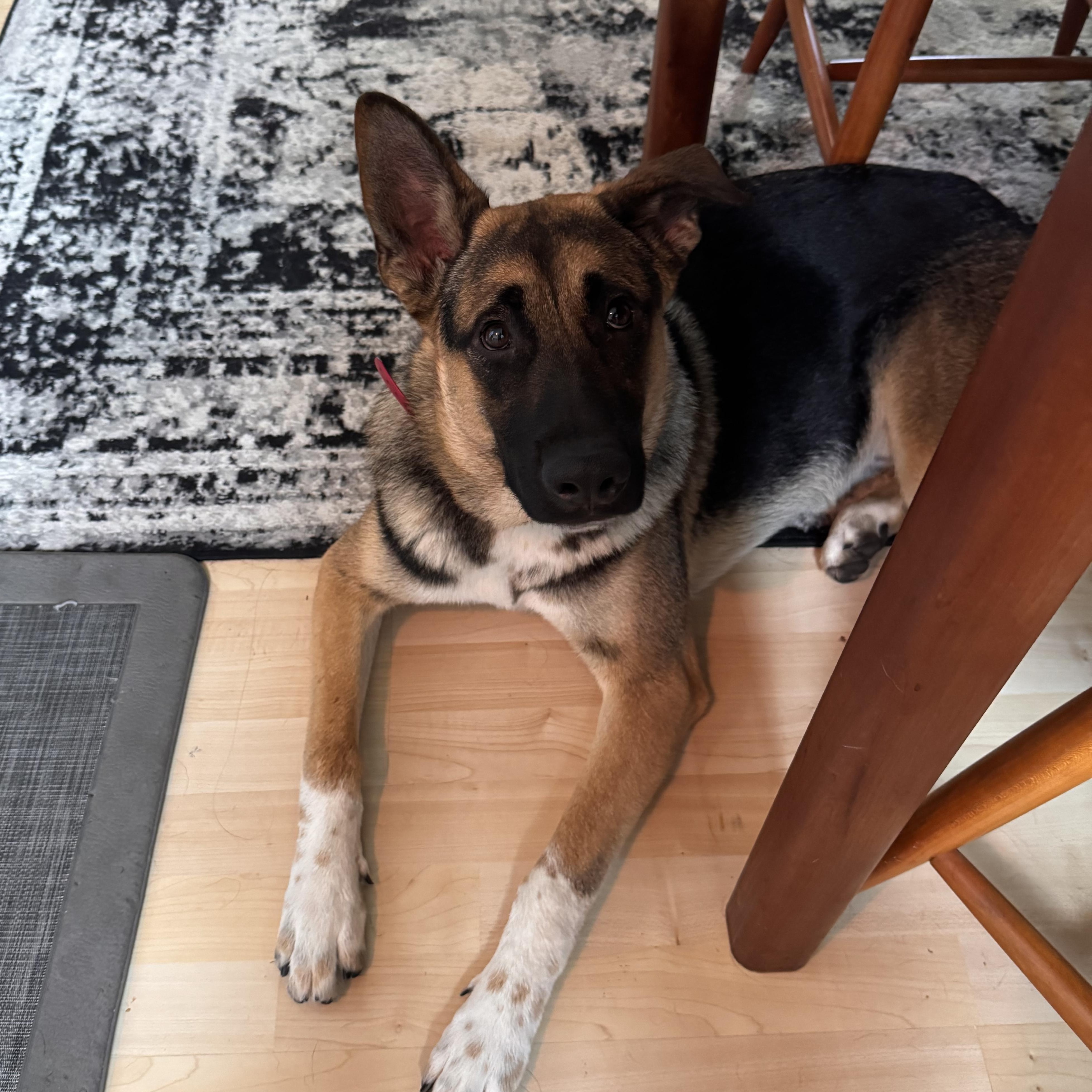 Rocko, Adoptable, Puppy Male German Shepherd Dog.