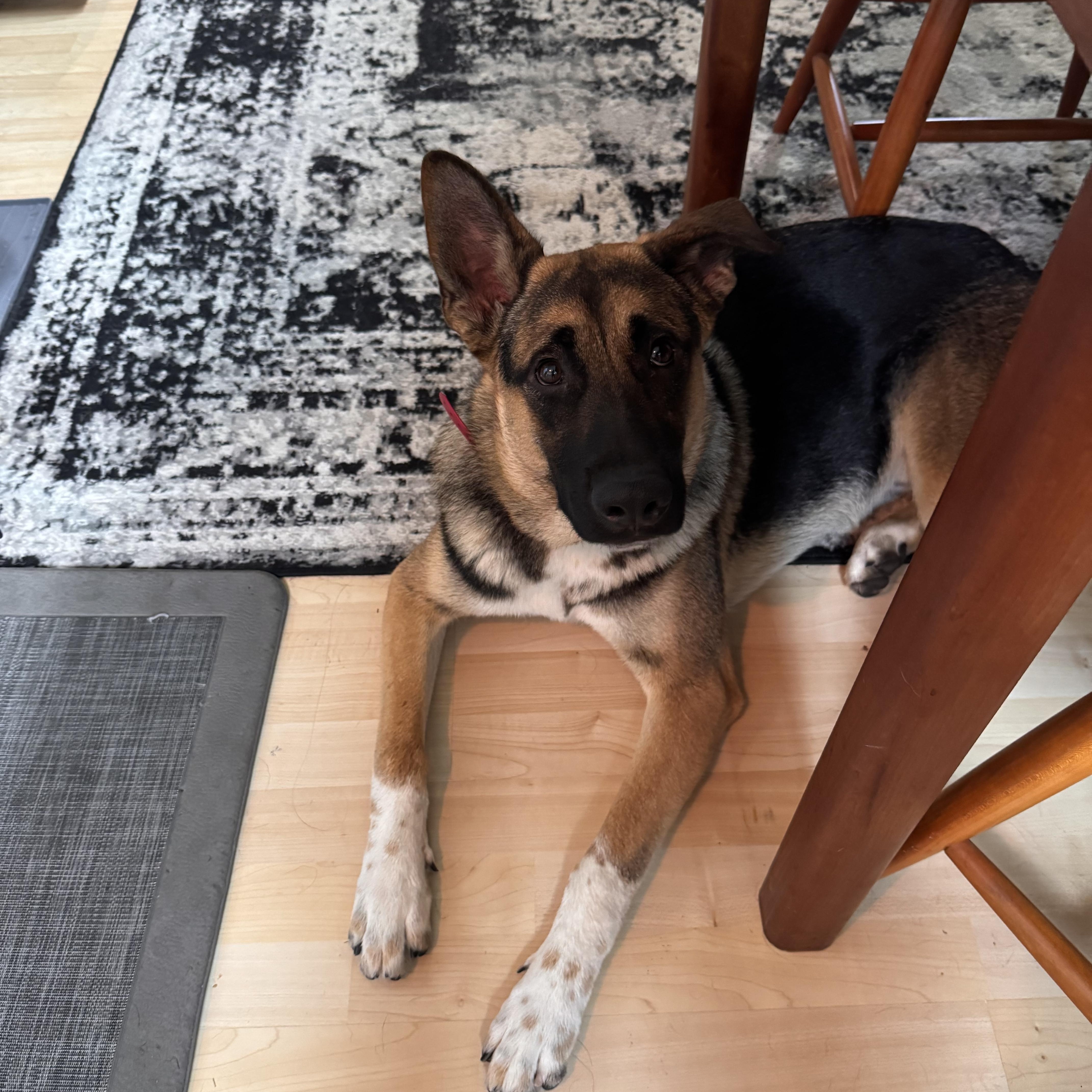 Enlarge Rocko, a Adoptable mixed breed in Petaluma, CA image 6/6