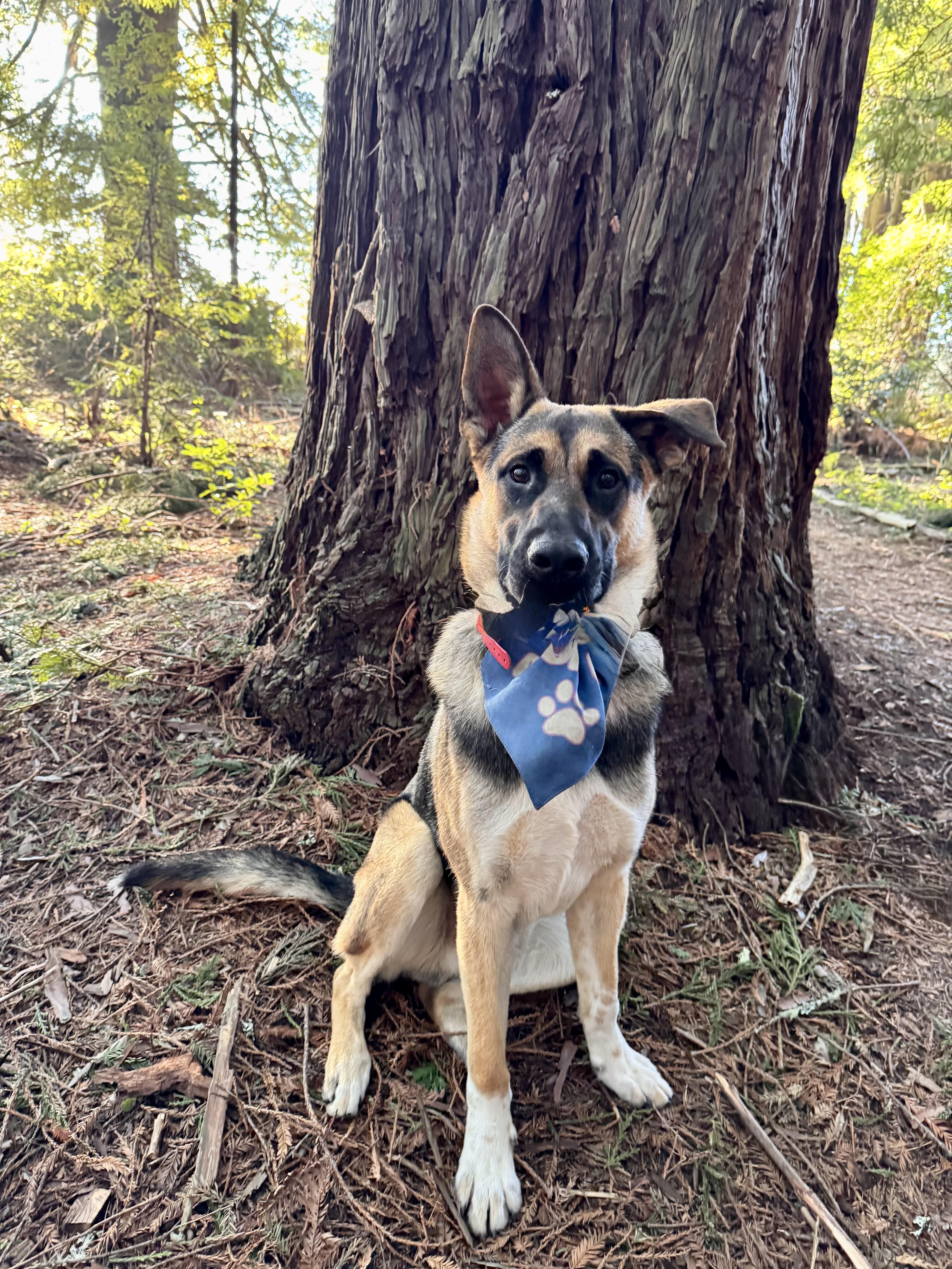 Rocko, Adoptable, Puppy Male German Shepherd Dog.