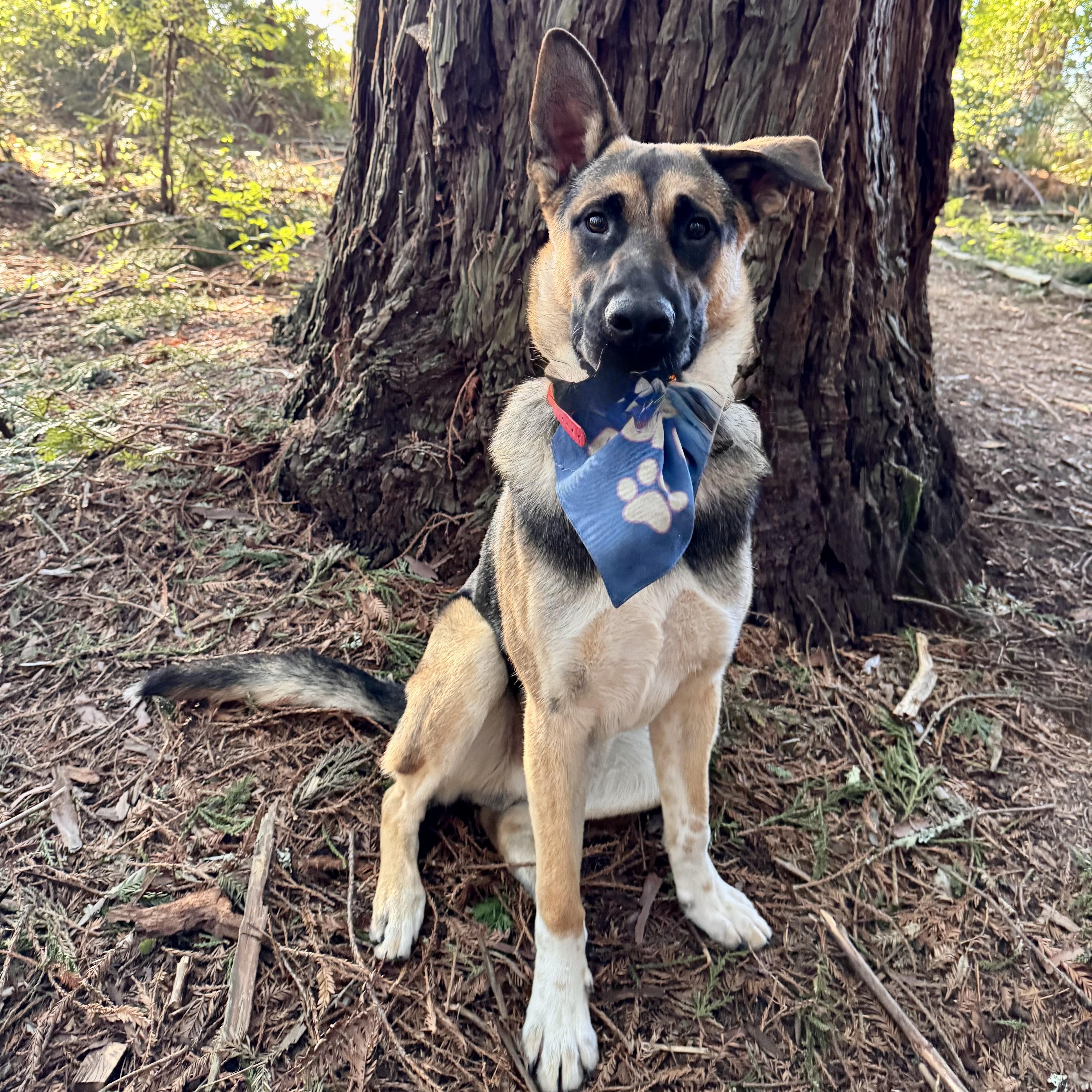 Enlarge Rocko, a Adoptable mixed breed in Petaluma, CA image 3/6