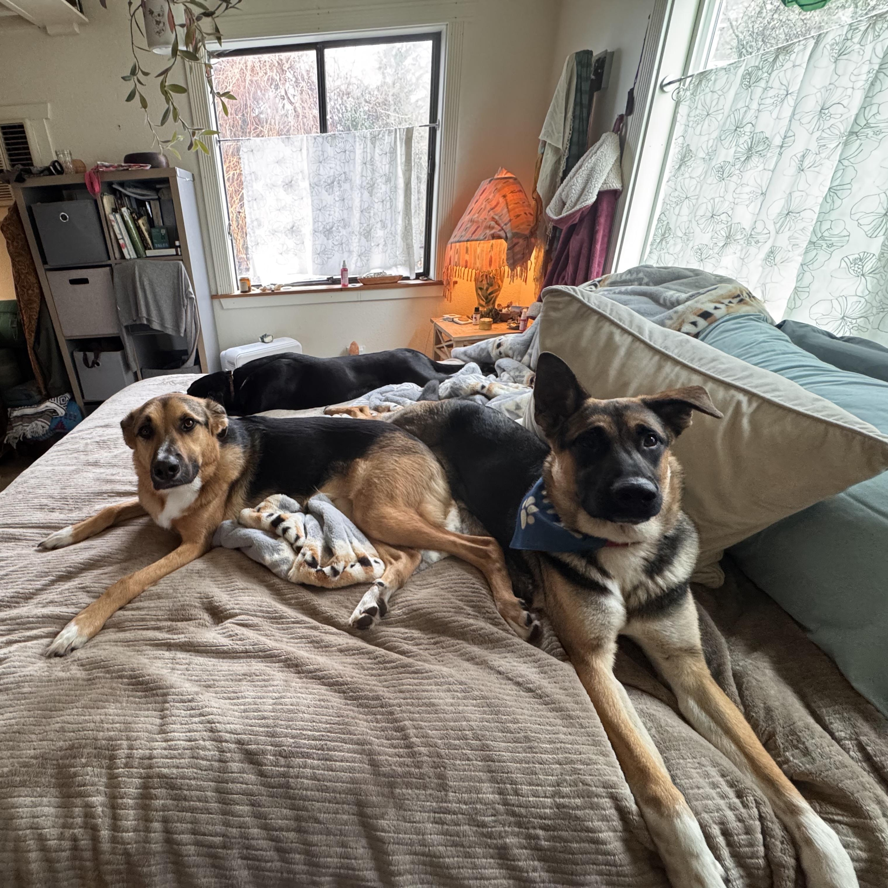 Enlarge Rocko, a Adoptable mixed breed in Petaluma, CA image 2/6