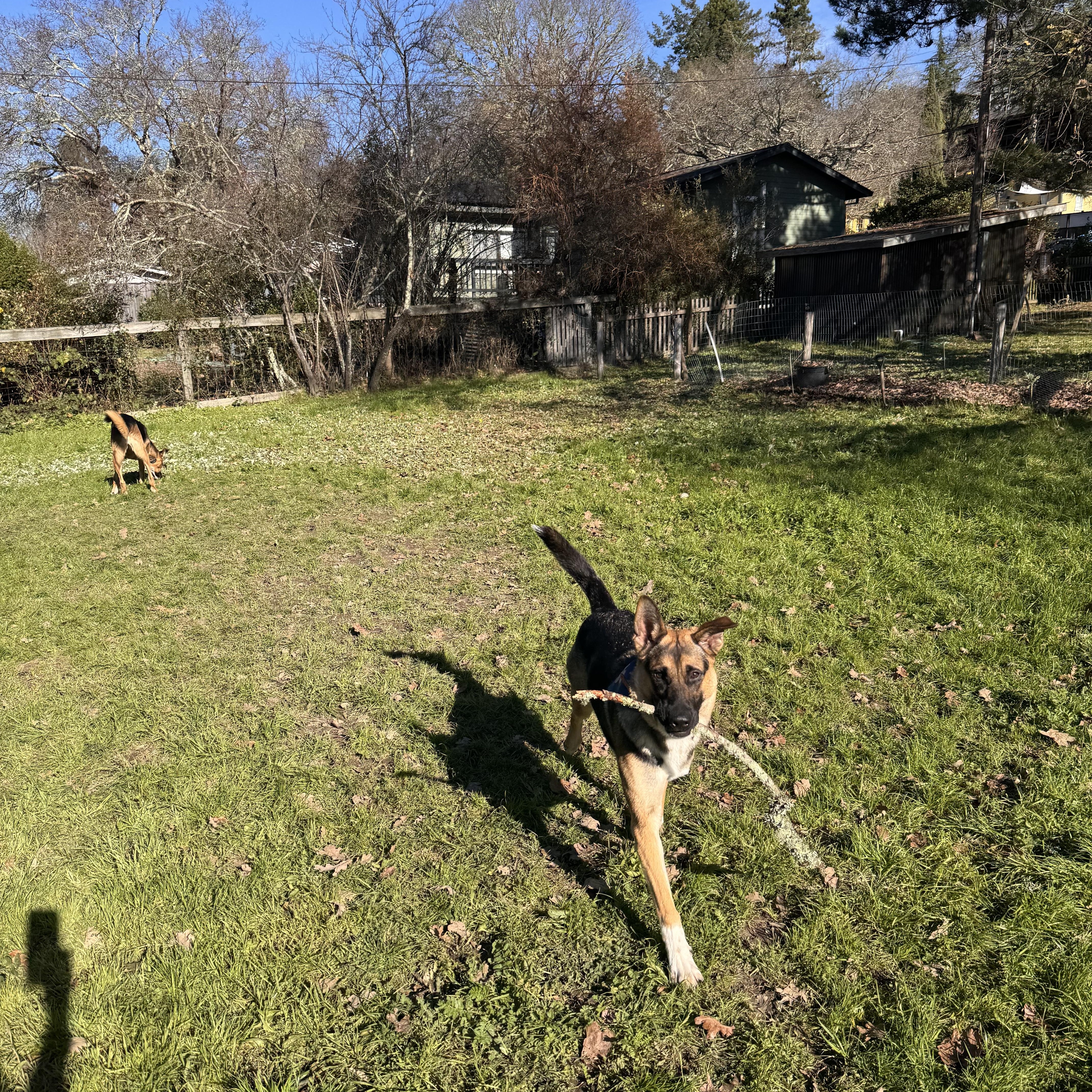 Enlarge Rocko, a Adoptable mixed breed in Petaluma, CA image 5/6