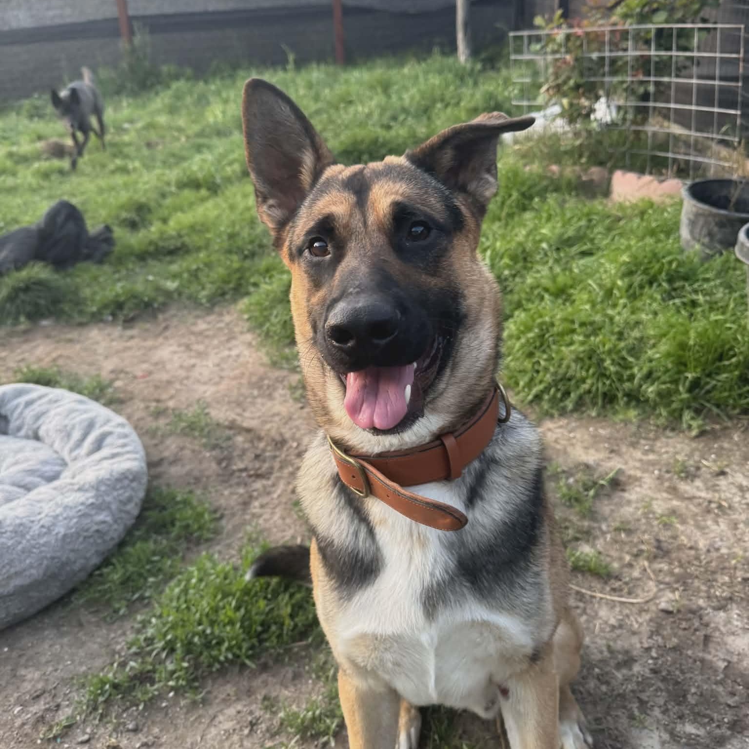 Rocko, Adoptable, Puppy Male German Shepherd Dog.