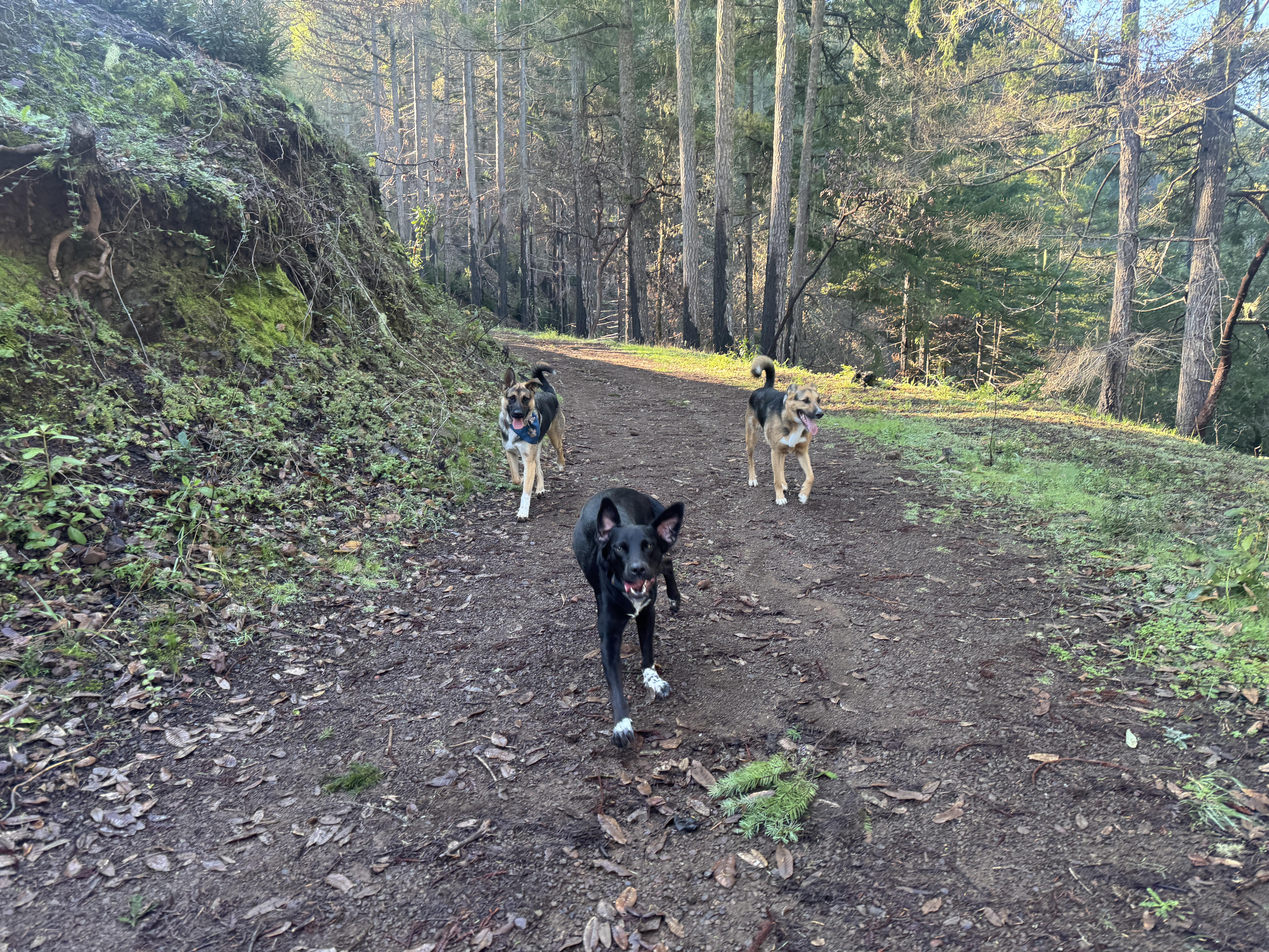 Enlarge Rocko, a Adoptable mixed breed in Petaluma, CA image 3/6