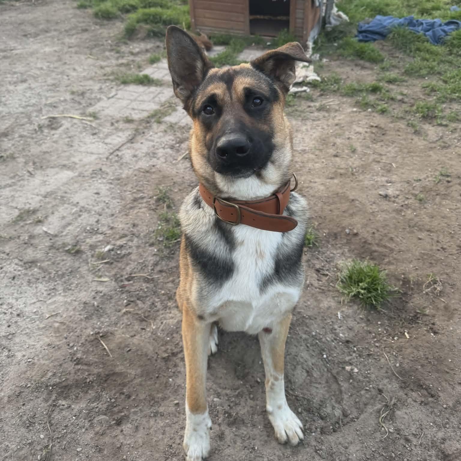Enlarge Rocko, a Adoptable mixed breed in Petaluma, CA image 2/6