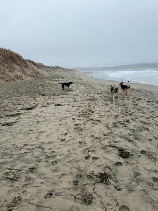 Enlarge Rocko, a Adoptable mixed breed in Petaluma, CA video 4/6