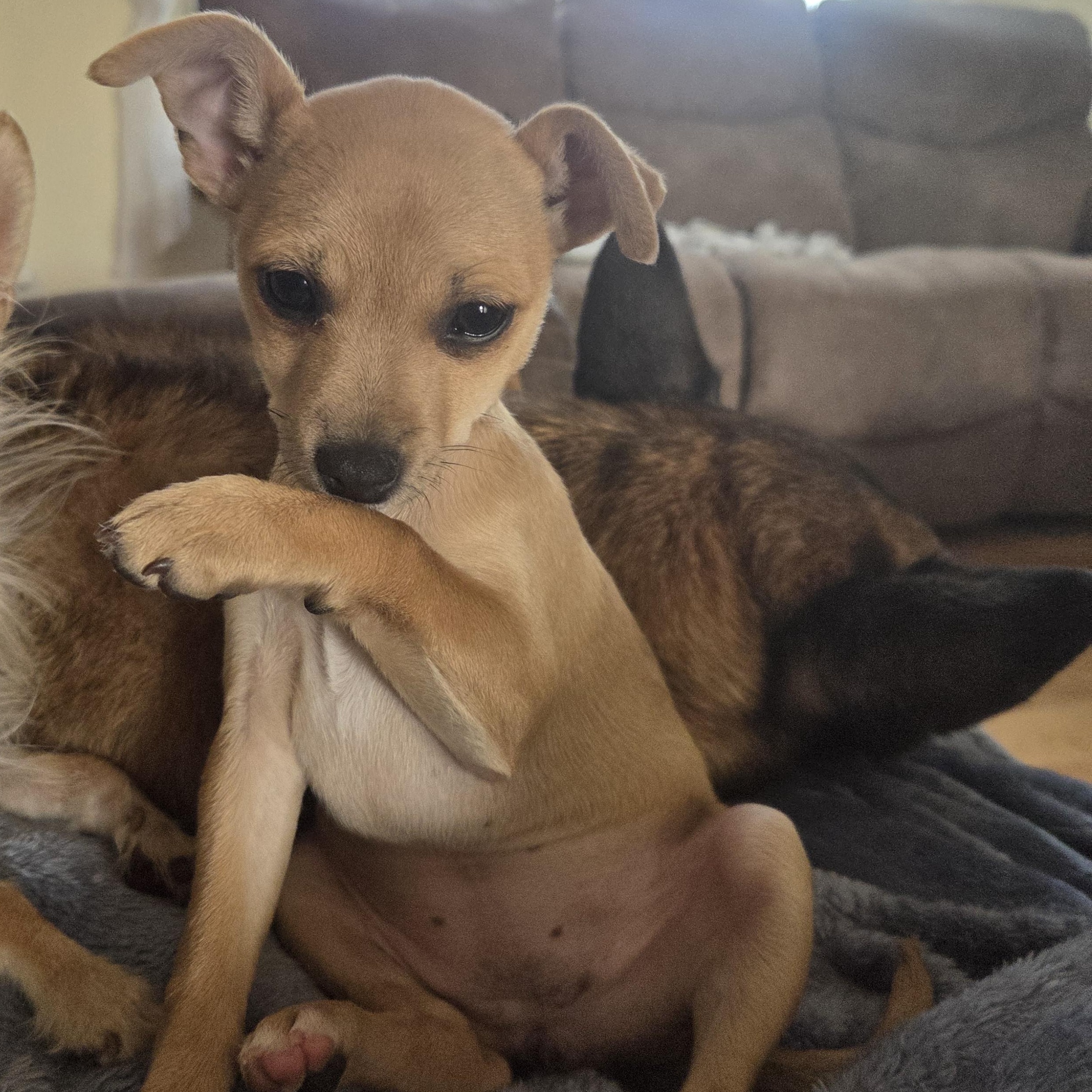 Melly - pending adoption, ADOPTABLE, Puppy Female Chihuahua.
