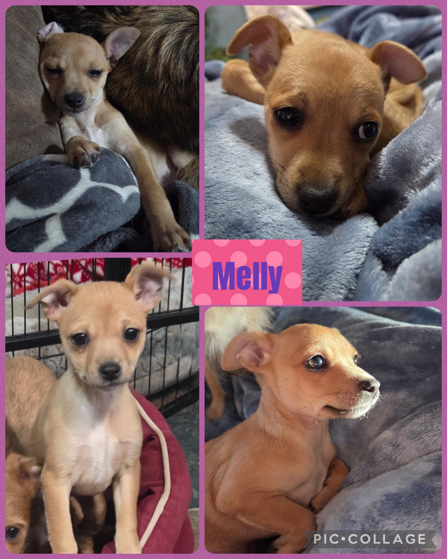 Enlarge Melly - pending adoption, a ADOPTABLE mixed breed in Carr, CO image 2/5