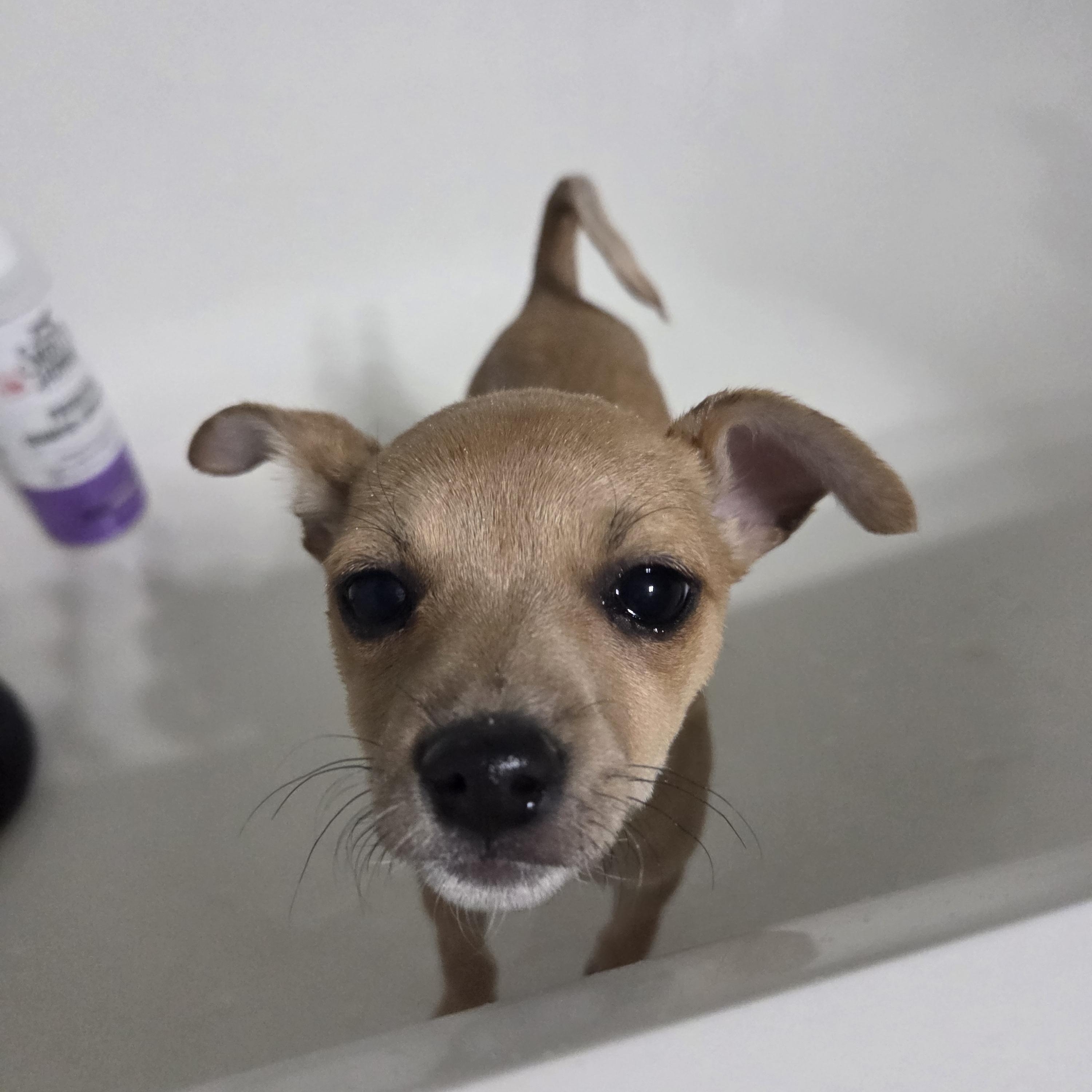 Enlarge Melly - pending adoption, a ADOPTABLE mixed breed in Carr, CO image 4/5