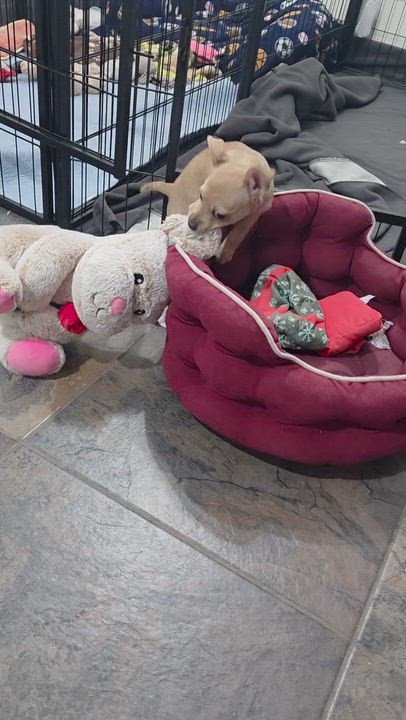 Enlarge Melly - pending adoption, a ADOPTABLE mixed breed in Carr, CO video 3/5