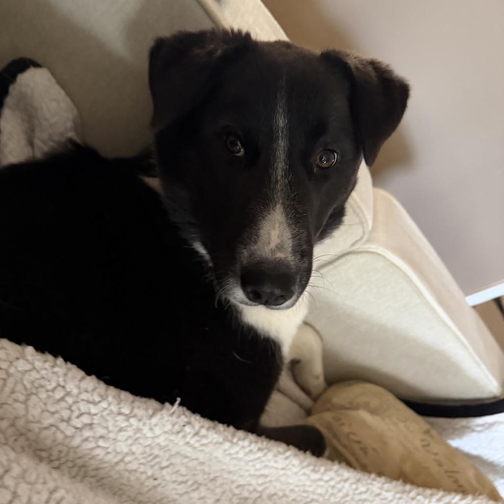 Jazz — thumbnail 2