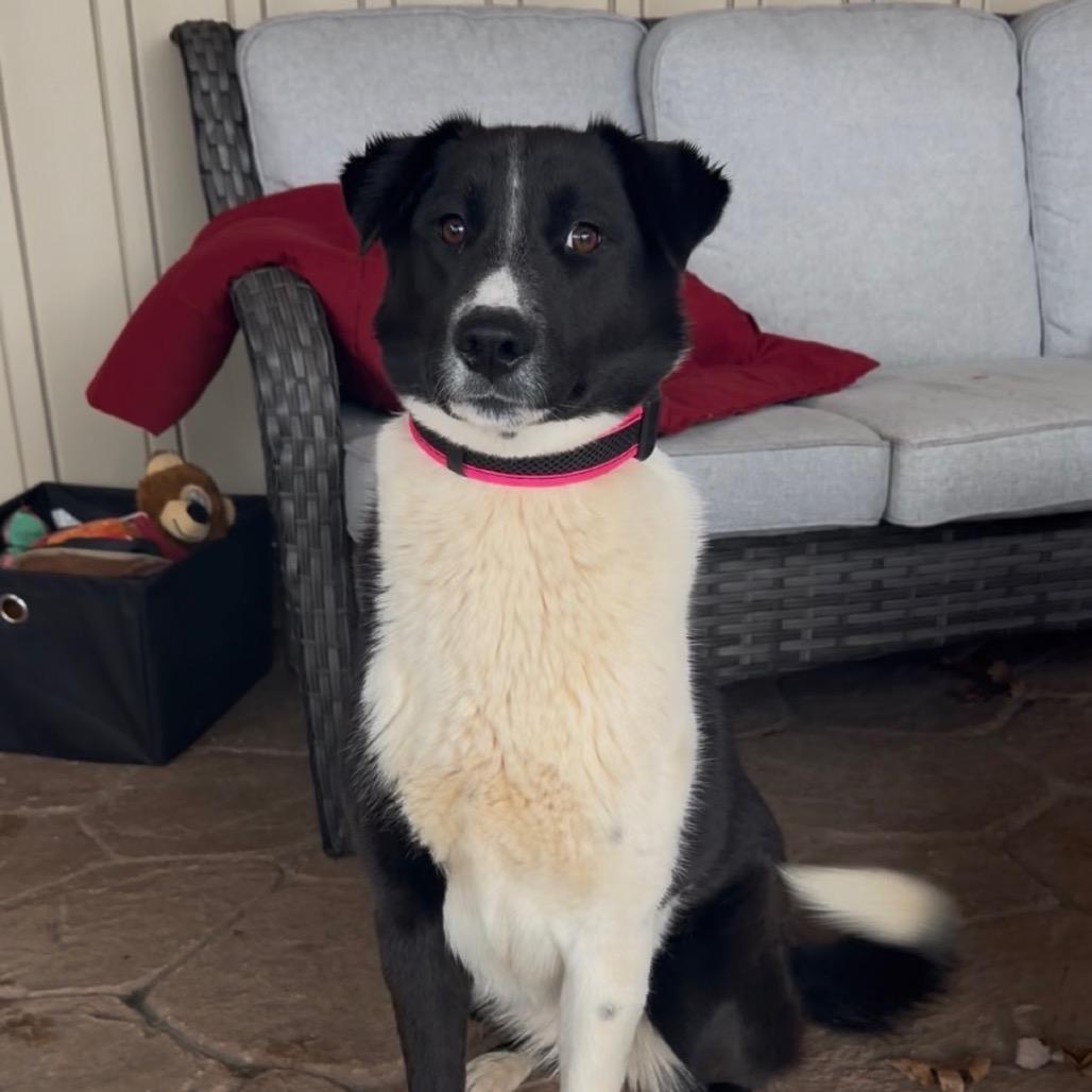 Jazz — thumbnail 4