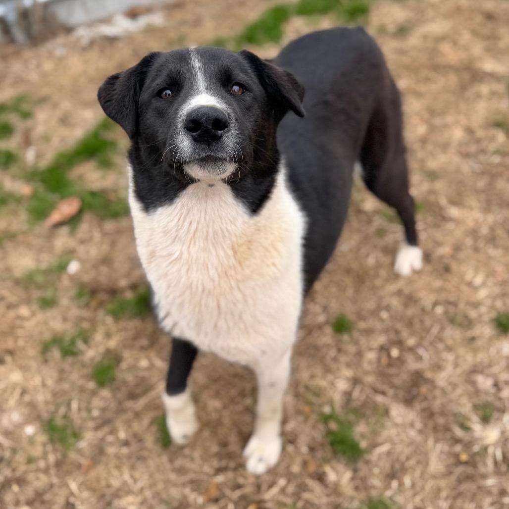 Jazz — thumbnail 5