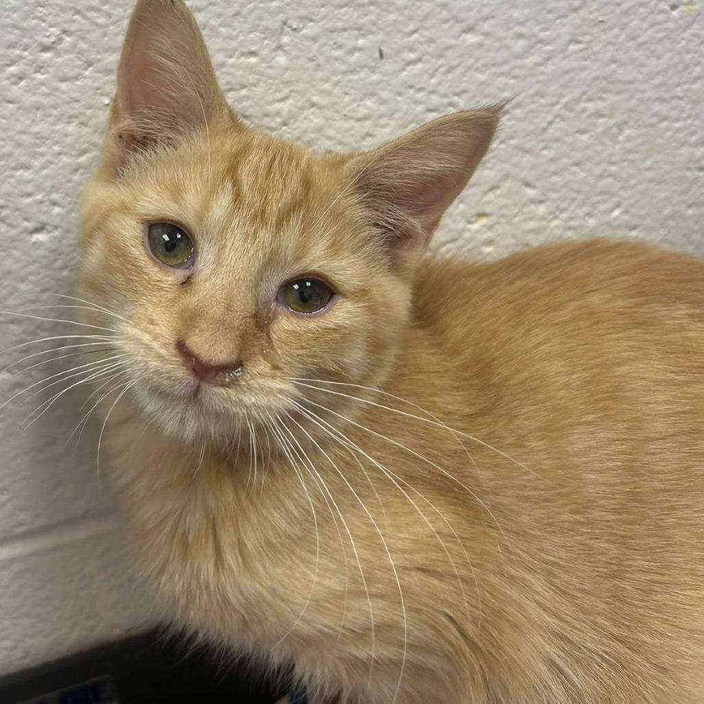 Betty, Adoptable, Young Female Domestic Short Hair.