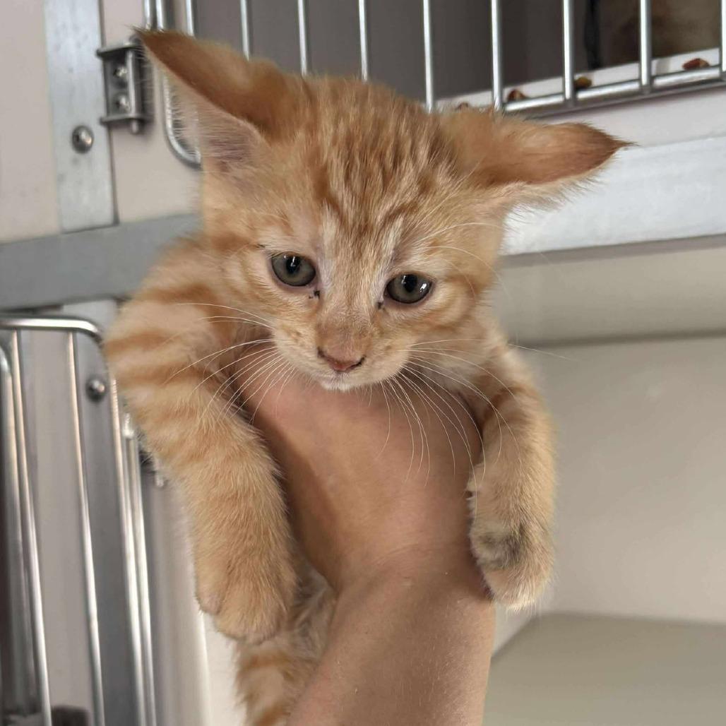 Betty, a Adoptable Domestic Short Hair in Rocky Mount, VA image 2/2