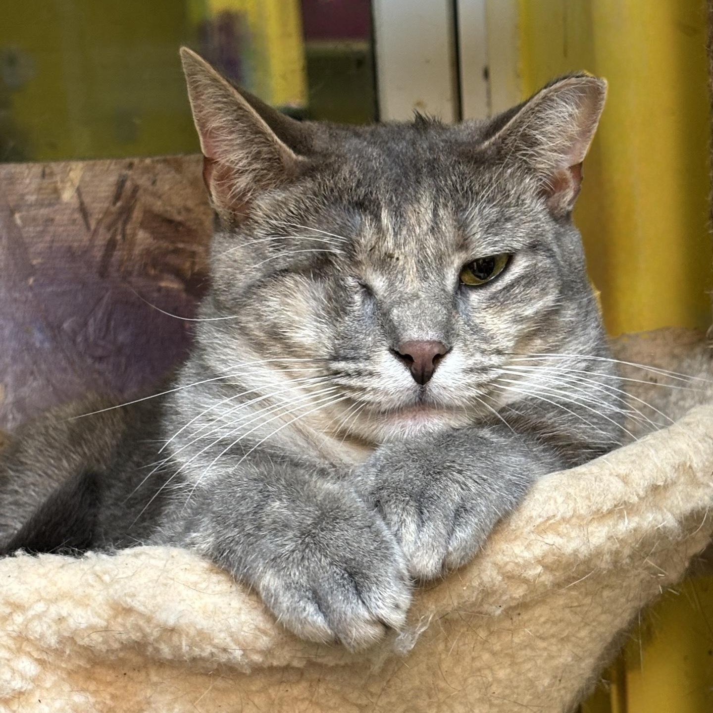 Enlarge Piper, a Adoptable Domestic Short Hair in Cortland, NY image 2/2