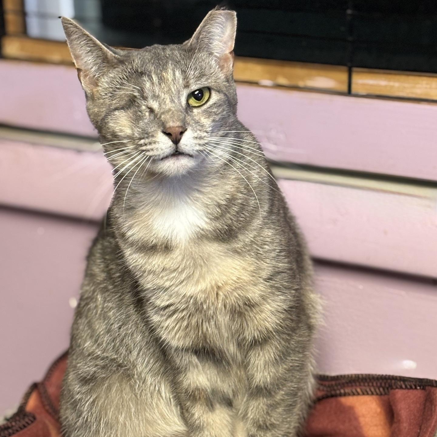 Enlarge Piper, a Adoptable Domestic Short Hair in Cortland, NY image 1/2