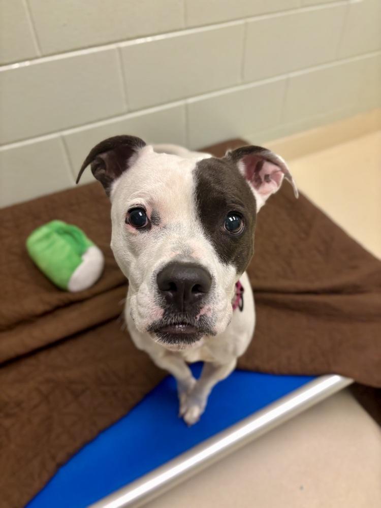 Prada, Adoptable, Adult Female Pit Bull Terrier.