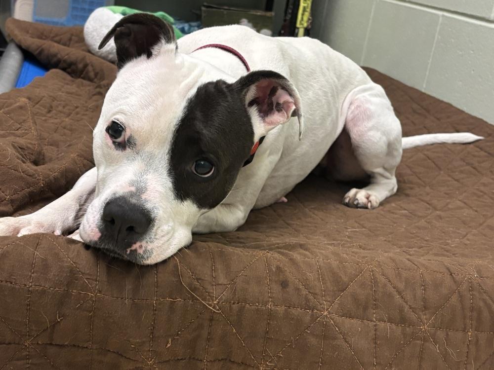 Prada, a Adoptable mixed breed in Kalamazoo, MI image 2/3