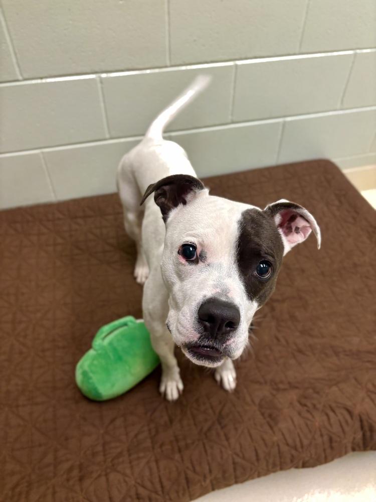 Prada, a Adoptable mixed breed in Kalamazoo, MI image 3/3