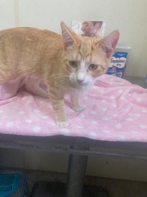 Leo - Orange & White Cat - #20, Adopted, Young Male Domestic Short Hair.