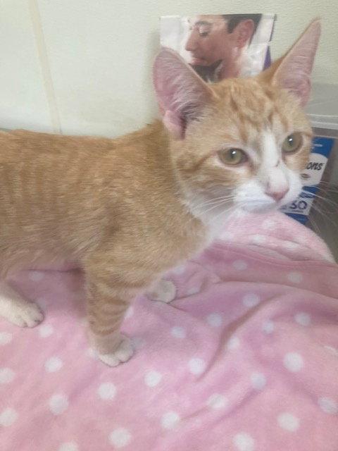 Enlarge Leo - Orange & White Cat - #20, a Adopted Domestic Short Hair in Mitchell, SD image 2/2