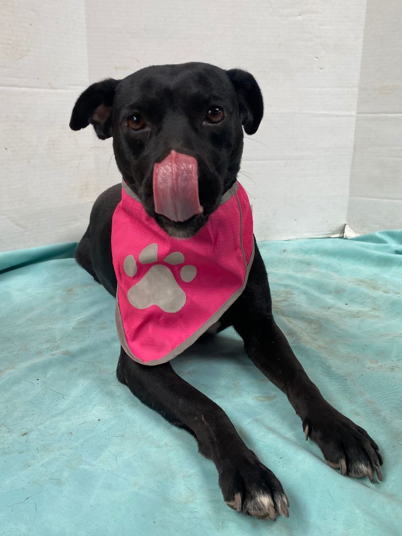 Barbie, Adoptable, Young Female Pit Bull Terrier.