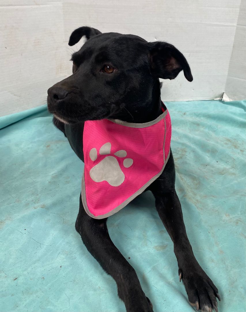 Barbie, a Adoptable mixed breed in Chula Vista, CA image 2/2