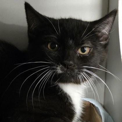 Enlarge Abby Mallard, a Adoptable mixed breed in Voorhees, NJ image 1/1