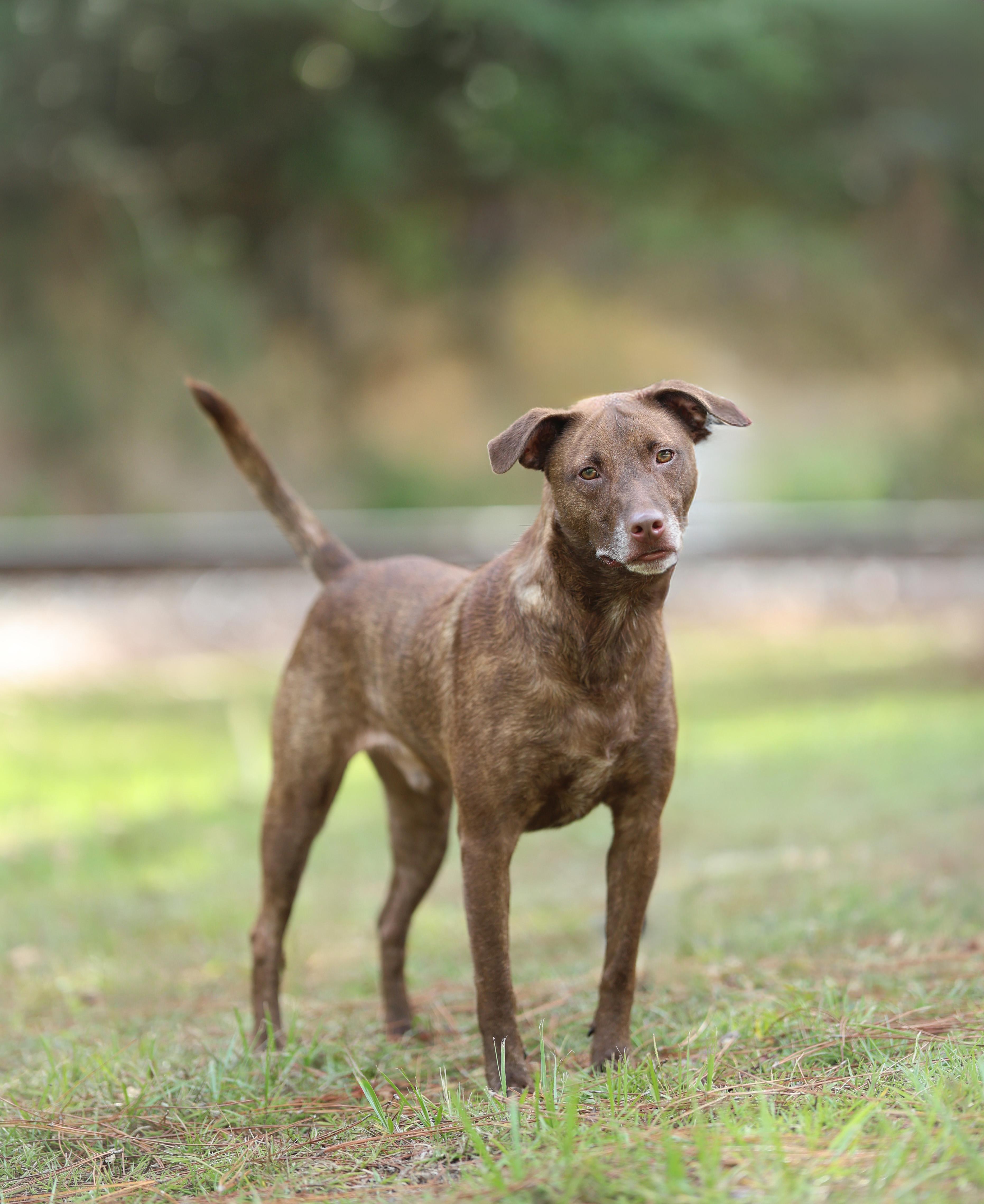 Enlarge Noble, a Adoptable mixed breed in Oakland, NJ image 4/5