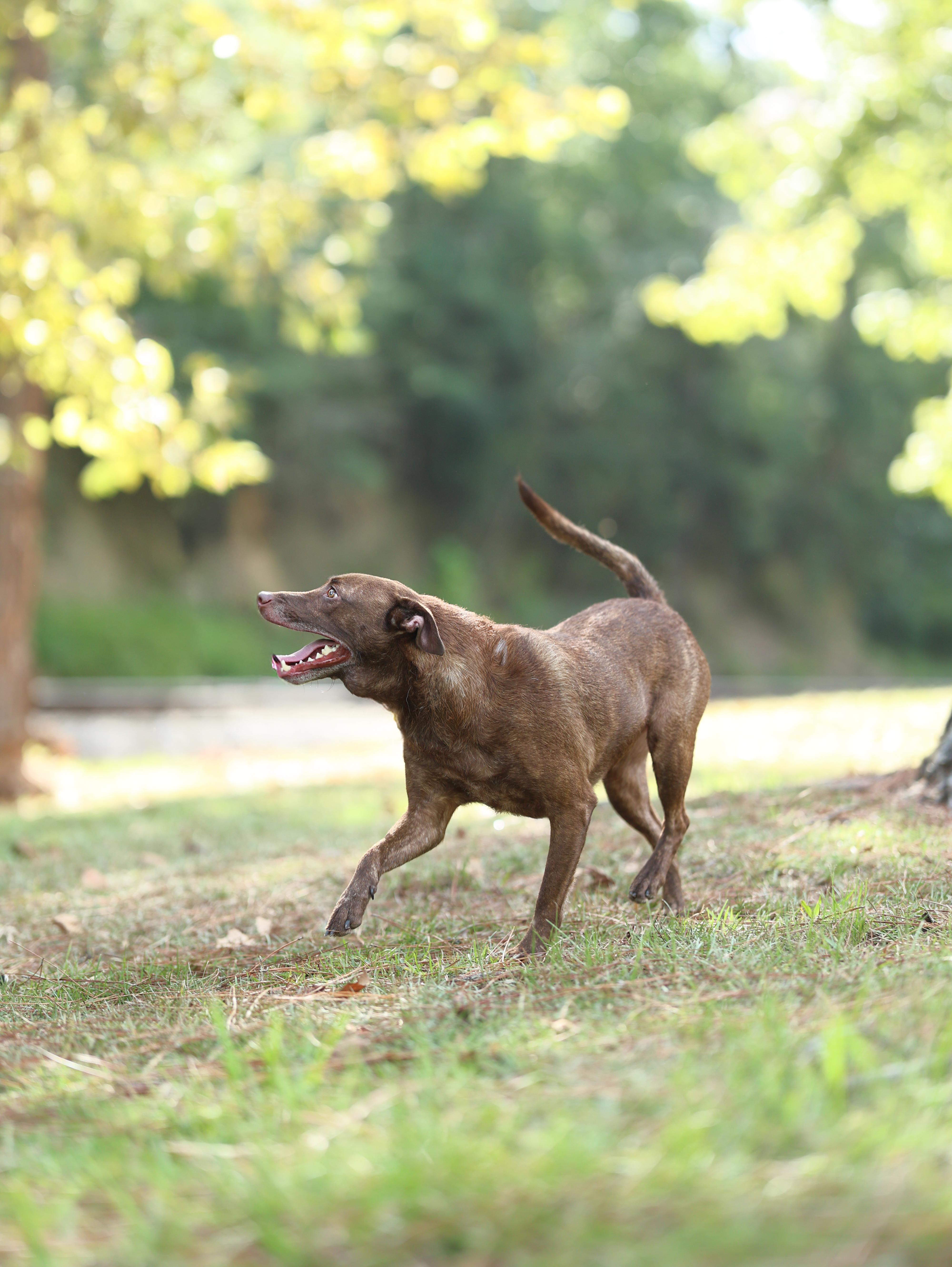 Enlarge Noble, a Adoptable mixed breed in Oakland, NJ image 3/5