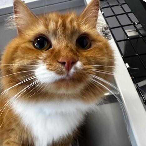 Tinker - Super Cute, adopted, Adult Female Tabby.