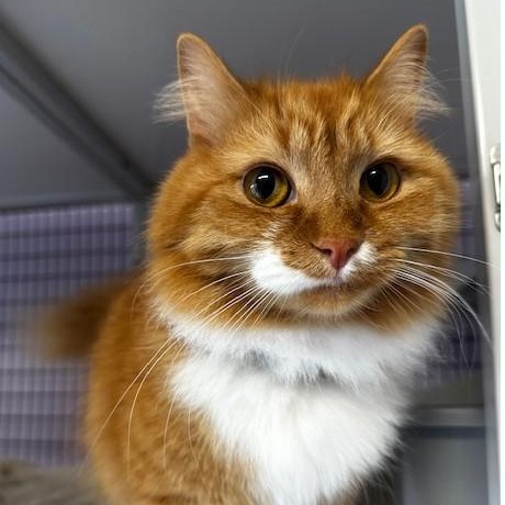 Enlarge Tinker - Super Cute, an adopted Tabby in Hoquiam, WA image 3/6