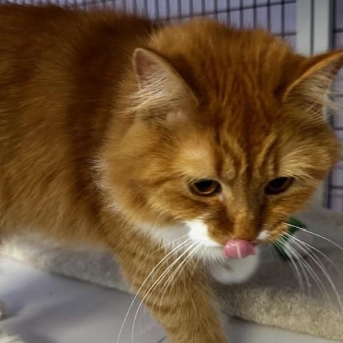 Enlarge Tinker - Super Cute, an adopted Tabby in Hoquiam, WA image 2/6