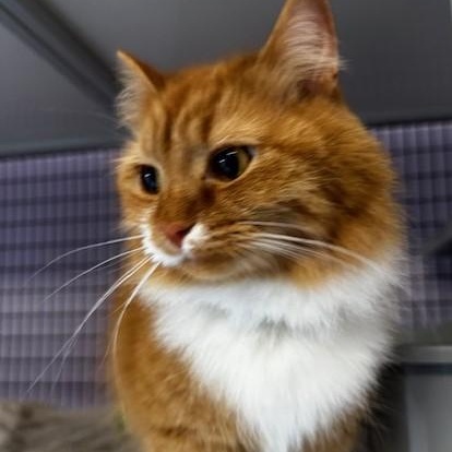 Enlarge Tinker - Super Cute, an adopted Tabby in Hoquiam, WA image 5/6