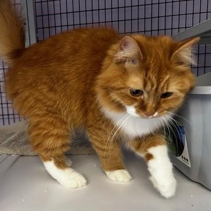 Enlarge Tinker - Super Cute, an adopted Tabby in Hoquiam, WA image 4/6