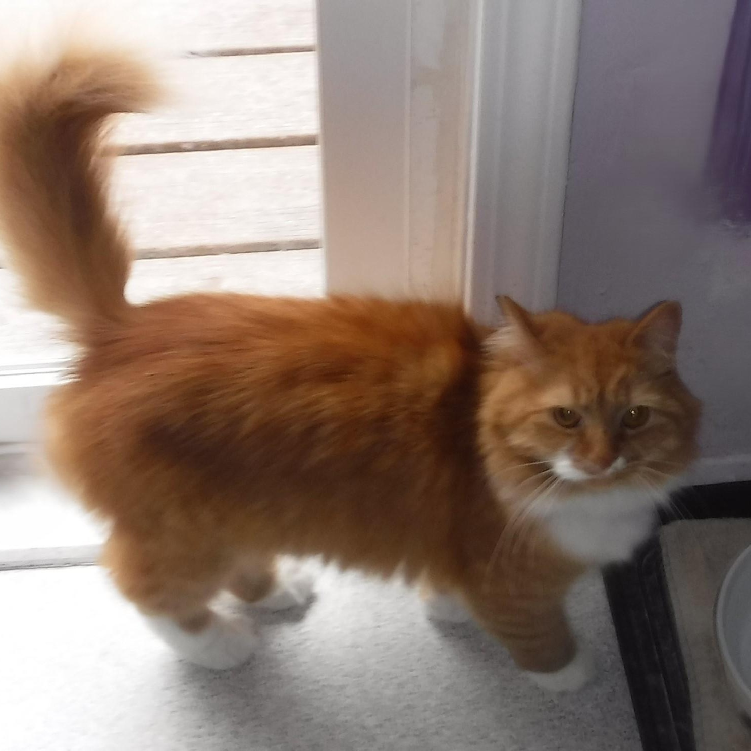 Enlarge Tinker - Super Cute, an adopted Tabby in Hoquiam, WA image 6/6