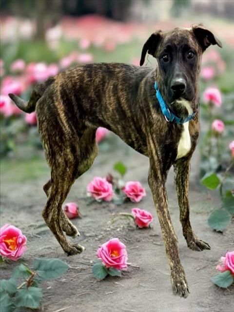 AVERY, Adoptable, Young Female Dutch Shepherd & Mixed Breed.