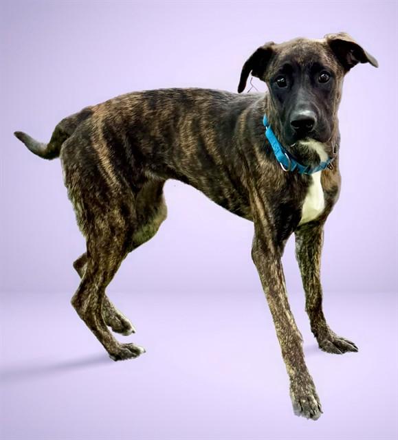 AVERY, Adoptable, Young Female Dutch Shepherd & Mixed Breed.